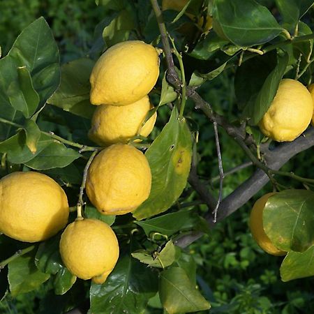 Il Limoneto Acireale Villa Екстериор снимка
