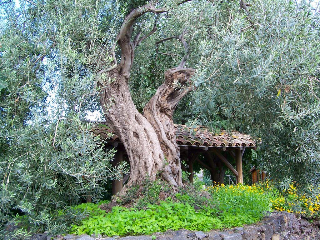 Il Limoneto Acireale Villa Екстериор снимка